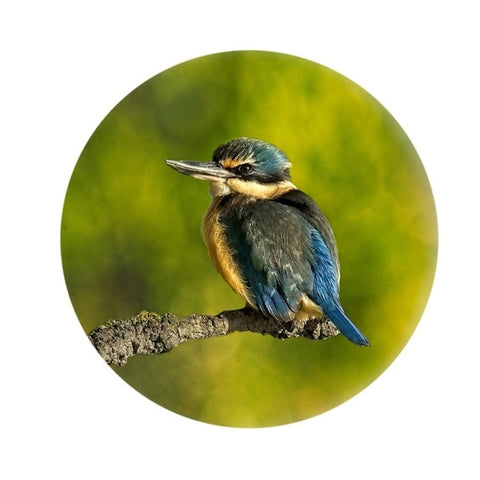 Clive Collins-Just Perching