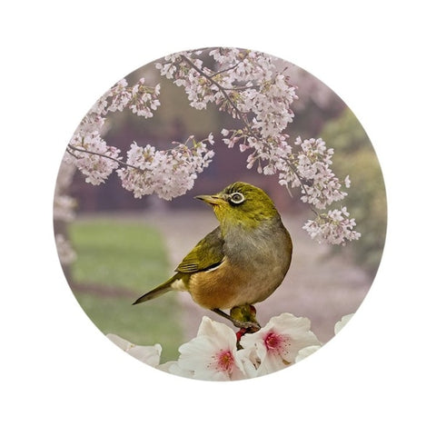 Clive Collins-Springtime