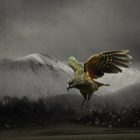 Clive Collins-Flying Kea
