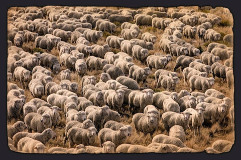 Nathan Secker-The Flock