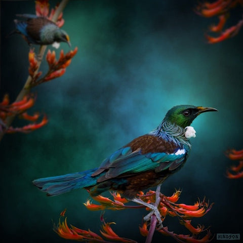 Julian Hindson-Tui Mates