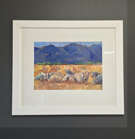 Jane McIntosh- Charolais Bulls Resting .Early Morning.
