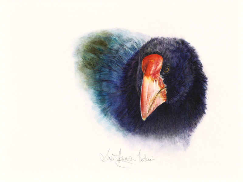 Susan Harrison Tustain.Hamilton. Takahe head portrait. Fine Art Giclee Reproductions