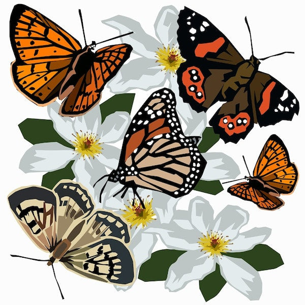 Ira Mitchell-NZ Butterflys