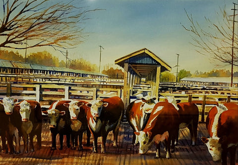 Kelvin McMillan-Herefords, Addington sale yards .Limited edition and signed giclee prints